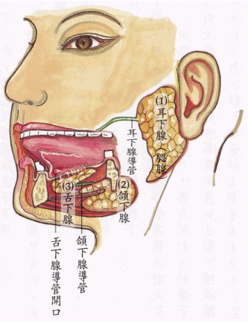 舌下腺在哪个位置图片图片