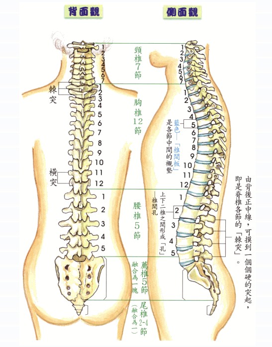 椎体对应体表标志图片