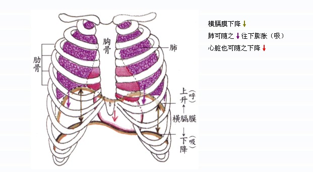 心的膈面图片