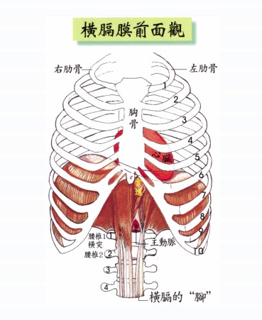 肋膈角在哪图片