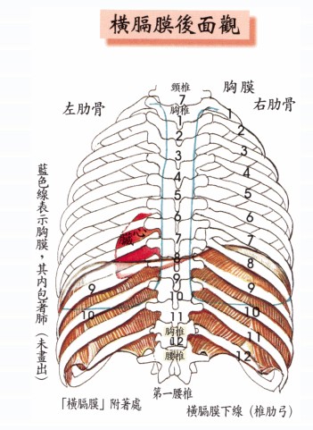 左肋骨位置图片图片