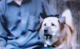 舟曲泥石流再现一义犬拯救全村人 舟曲泥石流再现一义犬拯救全村人