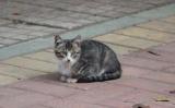 好心男救流浪猫后误机 躲过致520人死亡空难 好心男救流浪猫后误机 躲过致520人死亡空难