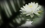 三则杀生遭受现世报的事例 三则杀生遭受现世报的事例