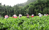 日月潭红茶是什么茶?日月潭红茶的制作工艺 日月潭红茶是什么茶?日月潭红茶的制作工艺