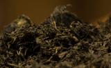 湖南黑茶产自哪里?湖南黑茶的产地 湖南黑茶产自哪里?湖南黑茶的产地