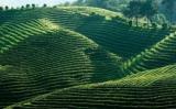 “绿茶金三角”包括哪些地方? “绿茶金三角”包括哪些地方?