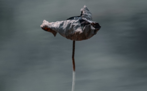 ʦƶһģҪ