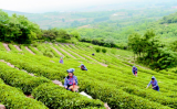 海青茶叶怎么样?海青茶的历史 海青茶叶怎么样?海青茶的历史