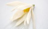 白兰花茶是什么茶?白兰花茶介绍 白兰花茶是什么茶?白兰花茶介绍