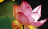 在八种因缘下布施能获得殊胜功德 在八种因缘下布施能获得殊胜功德