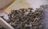 新工艺白茶是什么?创始人是谁?历史有多久? 新工艺白茶是什么?创始人是谁?历史有多久?