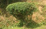 茶树的原产地在哪里?六大茶类的茶树是一样的吗? 茶树的原产地在哪里?六大茶类的茶树是一样的吗?