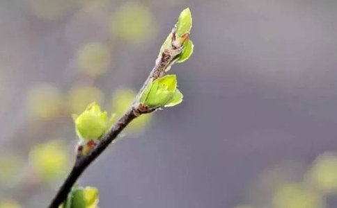 ʵˣĥ