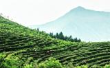 九华毛峰是什么茶?九华毛峰的产地与特点 九华毛峰是什么茶?九华毛峰的产地与特点