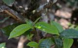 怎么区别普洱原料中的春茶、秋茶与夏茶? 怎么区别普洱原料中的春茶、秋茶与夏茶?