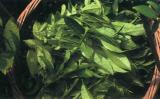 武夷岩茶产茶地点有哪些? 武夷岩茶产茶地点有哪些?