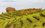 为什么福鼎种植的福鼎大毫茶比福鼎大白茶多? 为什么福鼎种植的福鼎大毫茶比福鼎大白茶多?