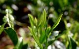 黄茶初加工过程和绿茶是否相似? 黄茶初加工过程和绿茶是否相似?