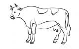 愚人集牛乳喻的原文、译文、寓意 愚人集牛乳喻的原文、译文、寓意