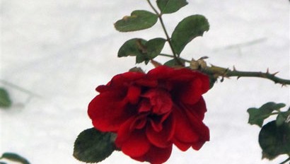 佛理禅机:学做棉花 让自己像阳光一样温暖