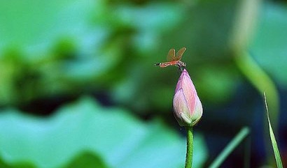 佛理禅机:水果拼盘里唯一的柠檬