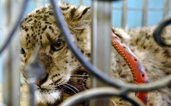 ������ѩ��֮��