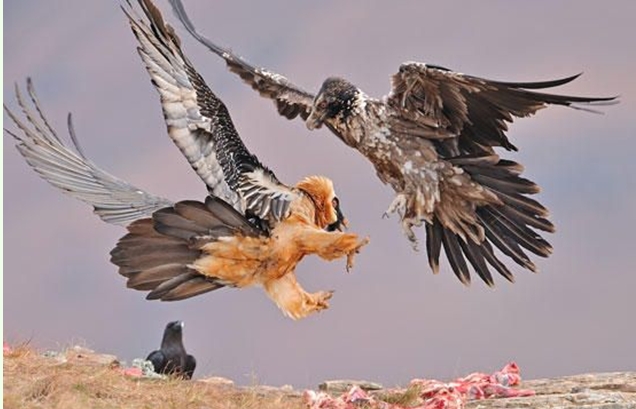 �Ϸ�ͺ�������籭����������������ų������