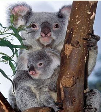 ��������β���ܴ�Ⱦ��Ӱ��������� 30���ڿ����