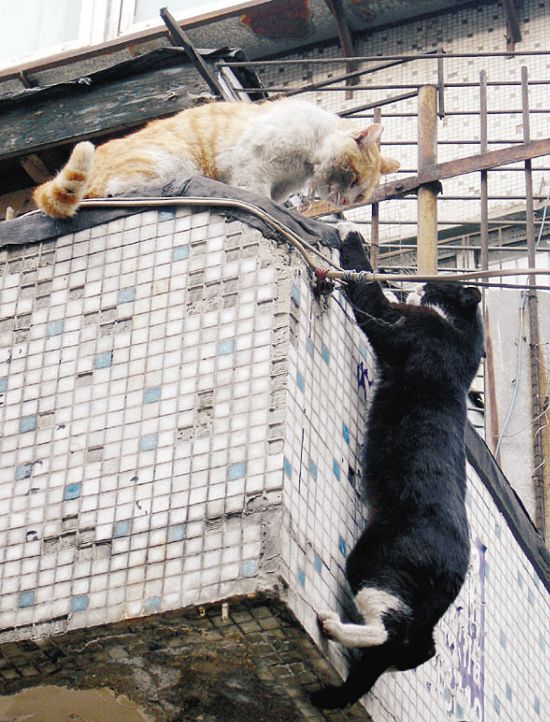 解救同伴的小猫