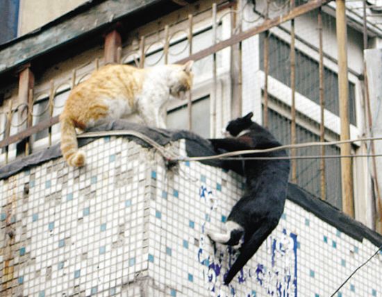 解救同伴的小猫