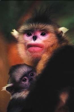 ־ũ����������µĶ���