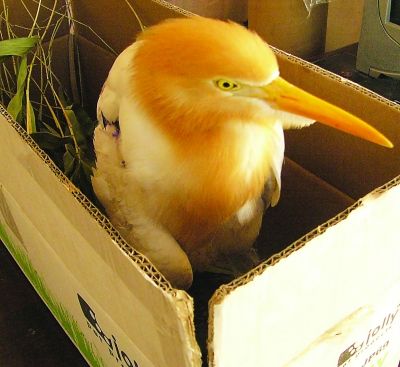 ��������ţ���أ�ǧԪ���������