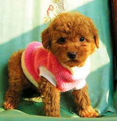 ������û�з���һֻС��