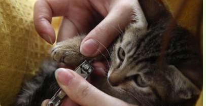 ������조è�ռ䡱Ϊ800ֻèѰ������