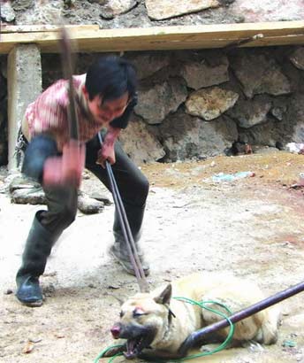 历经炼狱它们何辜?餐盘里盛满无尽血泪!