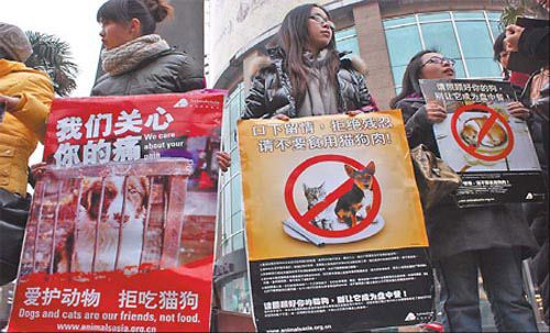 关注中国立法禁吃猫狗肉:中产阶级力挺禁令
