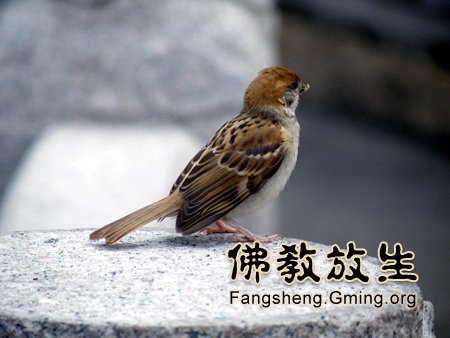 大量供应放生鸟